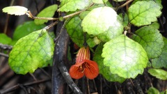 Rhabdothamnus solandri