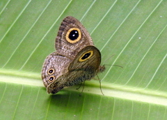 Ypthima huebneri