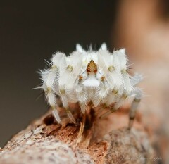 Ordgarius magnificus