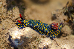 Hypselodoris
