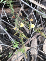 Acacia aculeatissima
