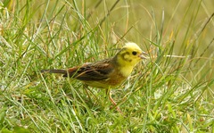 Emberiza citrinella caliginosa