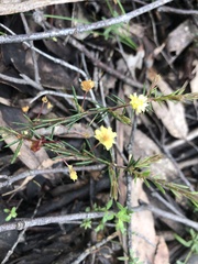 Acacia aculeatissima