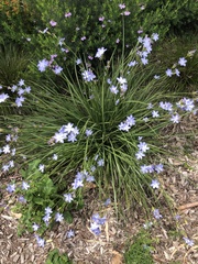 Aristea ecklonii