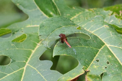 Erythemis mithroides