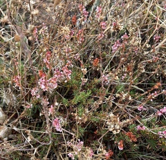 Eriogonum wrightii membranaceum
