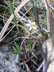 Tridax coronopifolia