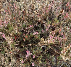 Eriogonum wrightii membranaceum