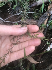 Acacia aculeatissima