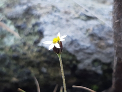 Tridax coronopifolia