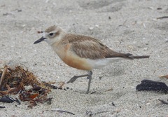 Charadrius obscurus aquilonius