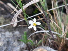 Tridax coronopifolia