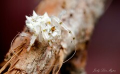 Ordgarius magnificus