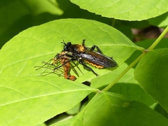 Laphria sericea