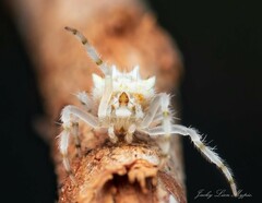 Ordgarius magnificus