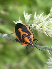 Agonoscelis rutila