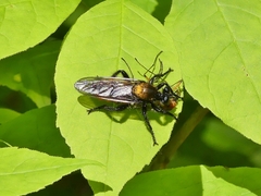 Laphria sericea