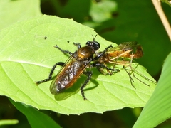 Laphria sericea