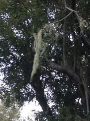 Ramalina