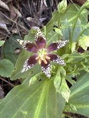 Swertia shintenensis