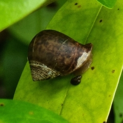 Pythia
