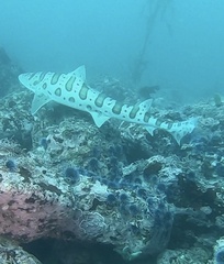 Triakis semifasciata