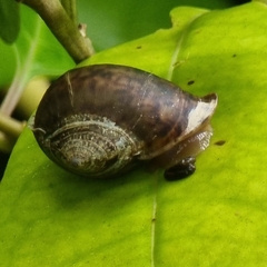 Pythia