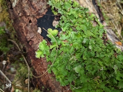 Ricasolia quercizans