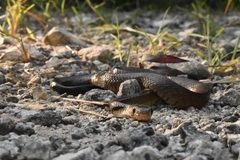 Drymarchon melanurus