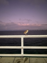 Nycticorax caledonicus