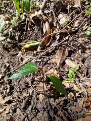 Lysimachia ardisioides