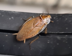 Balta bicolor