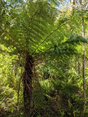 Cyathea smithii