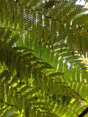 Cyathea smithii