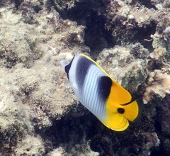 Chaetodon ulietensis