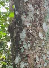 Cryptothecia striata