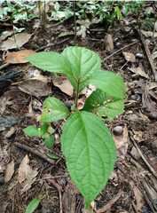 Achyranthes bidentata