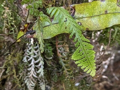 Notogrammitis heterophylla