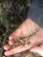Acacia aculeatissima