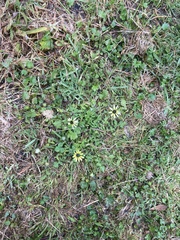 Arctotheca calendula