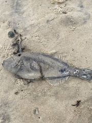 Meuschenia trachylepis