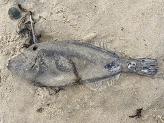 Meuschenia trachylepis