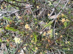Acacia aculeatissima