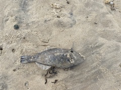 Meuschenia trachylepis