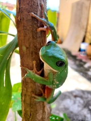 Agalychnis dacnicolor