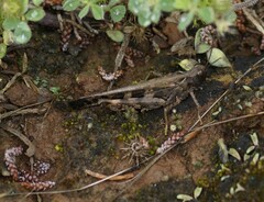Chortoicetes terminifera