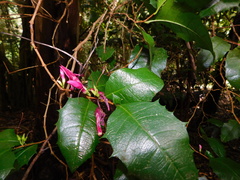 Graptophyllum ilicifolium