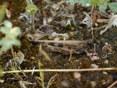 Chortoicetes terminifera