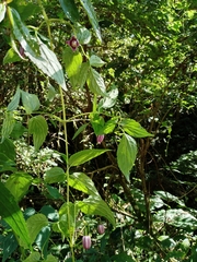 Clematis lasiandra