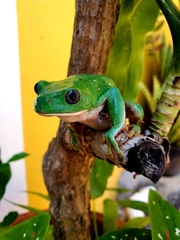 Agalychnis dacnicolor